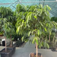 بنجامین امستر کینگ