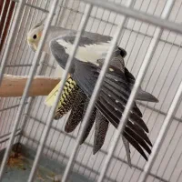 عروس هلندی نر