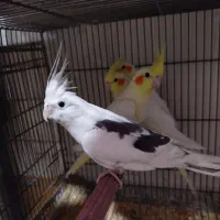 عروس هلندی مولد و دستی