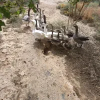 ۲۵ عدد نیمچه غاز و 6عدد بوقلمون نر|حیوانات مزرعه|آبیک, |دیوار