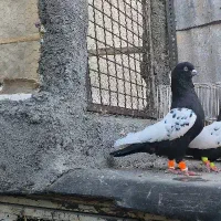 سینه سیاه مقبول درشت|پرنده|مشهد, رضاییه|دیوار