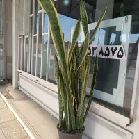 گل طبیعی شیک