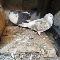 یک جفت کفتر ساده نر و ماده