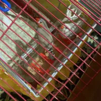 ی جفت فنچ مولد با ی مرغ عشق ماده|پرنده|اسلام‌شهر, شهرک سعیدیه|دیوار