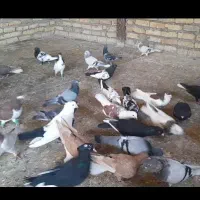 کفتر رنگی