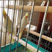 یک جفت عروس هلندی سالم و سرحال