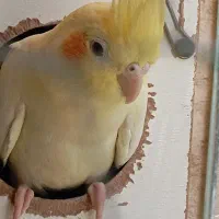 عروس هلندی جفت