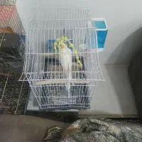 عروس هلندی لوتینو بازیگوش و سرحال