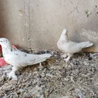 کبوتر گلی بزن