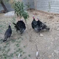 بوقلمون نرو ماده|حیوانات مزرعه|یزد, |دیوار