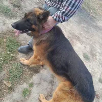 ژرمن شپرد سالم|سگ|کلاردشت, |دیوار