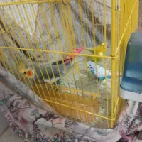 مرغ عشق و عروس هلندی