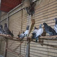 کفتر پاکستانی و چتری|پرنده|قم, آذر (نکویی)|دیوار
