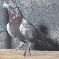 کبوتر نر معاوضه