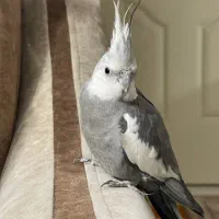 عروس هلندی نر وایت فیس