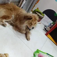 سگ چاو چاو ماده|سگ|کرمانشاه, |دیوار