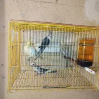 عروس هلندی مولد|پرنده|ساوه, |دیوار