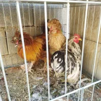 سه عدد مرغ زینتی پاپر کاکلی