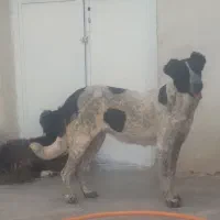 اصل قدرجونی توله