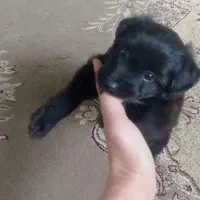 واگذاری|سگ|پاکدشت, پاکدشت (مامازند)|دیوار