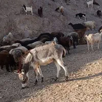 الاغ