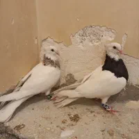 دو جفت طوقی عروسک|پرنده|اهواز, کوی طلاب|دیوار