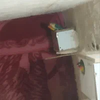 چهار جفت کوتوله با تخم وجوجه|پرنده|تربت جام, معدآباد|دیوار