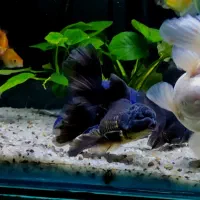 ماهی گلدفیش اُرکید تیل  بوفالو گُلد تاپ گرید