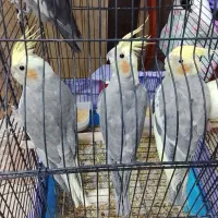 فروش جوجه عروس هلندی