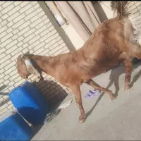 بز پنجاپ(سوران هست)