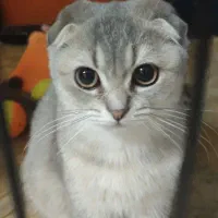 واگذاری دو گربه اسکاتیش بریتیش دبل فولد|گربه|کرمان, |دیوار