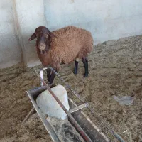 بره نر همو