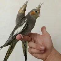 عروس هلندی جفت با جوجه و تخم و تک