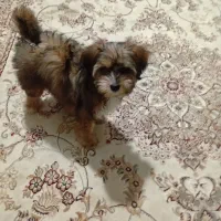 سگ کوچولو پاکوتاه