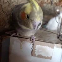 عروس هلندی ماده فروشی|پرنده|ایرانشهر, |دیوار