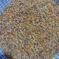 گرده گل زنبور عسل