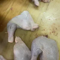 آگهی استخدام کارگر آشپزخانه