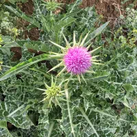 چلتوک عنبربو