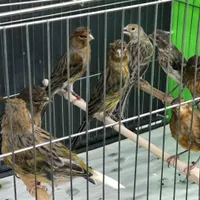 فروش قناری بصورت تک و تعداد|پرنده|ساری, |دیوار