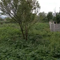 فروش-یک-قطعه-زمین-807متری-در-منطقه-ی-خوش-آب-و-هوا