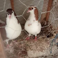 دوجفت کبوتر رنگه ساده سرخ چپ زردخال زرد ساده افشو