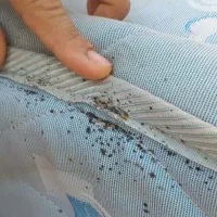 سمپاشی ساس موریانه سم پاشی سوسک