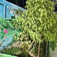 خانه ویلای ۲۰۰ متری برزش اباد|فروش خانه و ویلا|مشهد, كنويست|دیوار