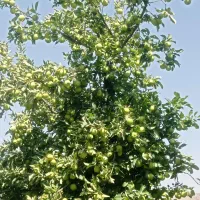 باغ سیب درجه یک