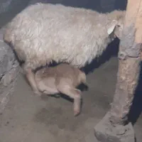 ۲عدد گوسفند بره دار دامازدغ|حیوانات مزرعه|مرادلو, |دیوار