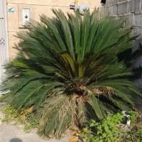 فروش سیکاس چند ساله