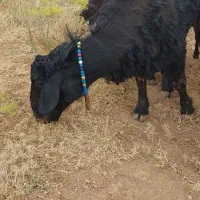 قوچ یک ساله قیمت ۳۰میلیون