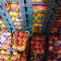 خدمات میوه و تره بار برای مراسمات|خدمات پذیرایی، مراسم|اهواز, کیانشهر|دیوار
