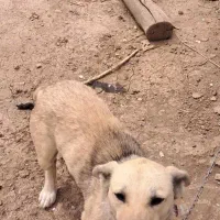 سگ پاکوتاه معاوضه با عروس هلندی مرغ عشق خروس