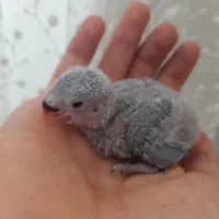 جوجه کوتوله سرلاکی|پرنده|اردکان, |دیوار